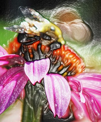BeeforWG.jpg (193.16 KiB) Viewed 44595 times Bee on Coneflower by Brandie Dunn