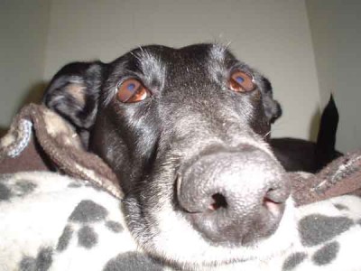 thumbnail.jpg (20.82 KiB) Viewed 22686 times Bonnie