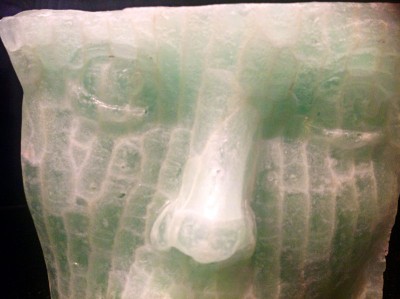 Floatfacecloseup.jpg