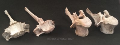 Bone comparison-2.jpg